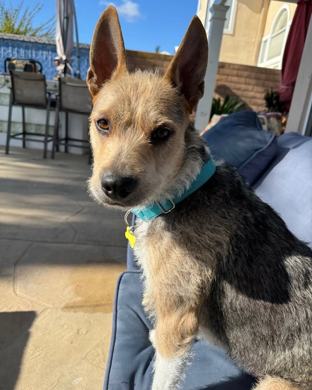 Post 5 by Del Mar Dog Rescue on Instagram (carousel)