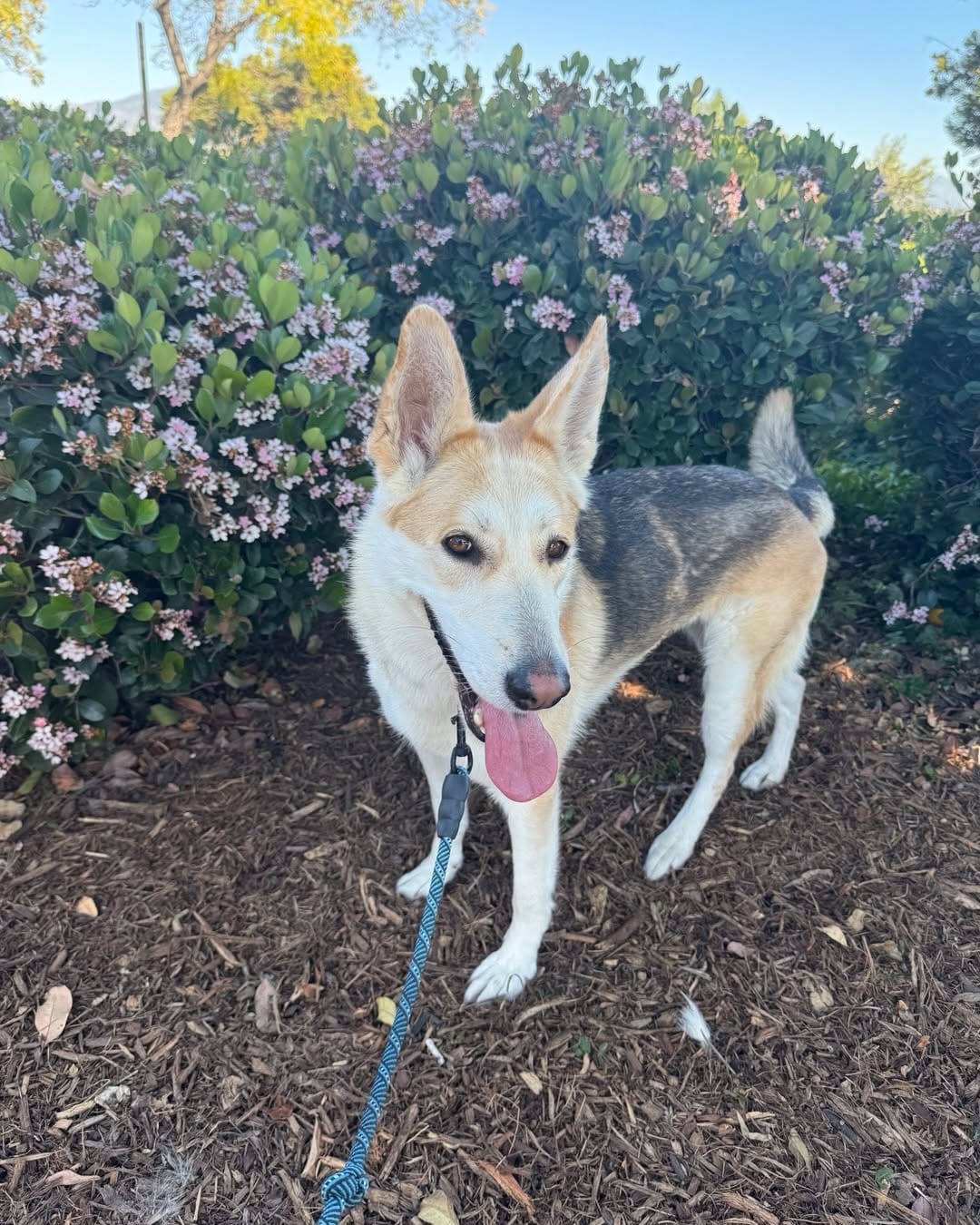 Post 10 by Del Mar Dog Rescue on Instagram (carousel)