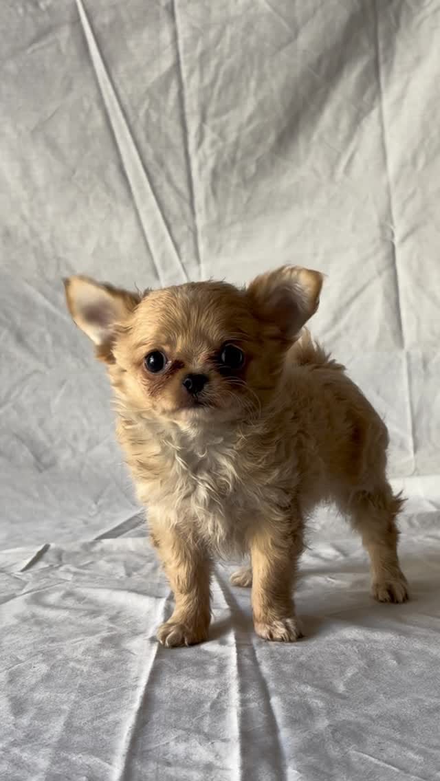 Post 6 by Marias tiny pups on Instagram (video)