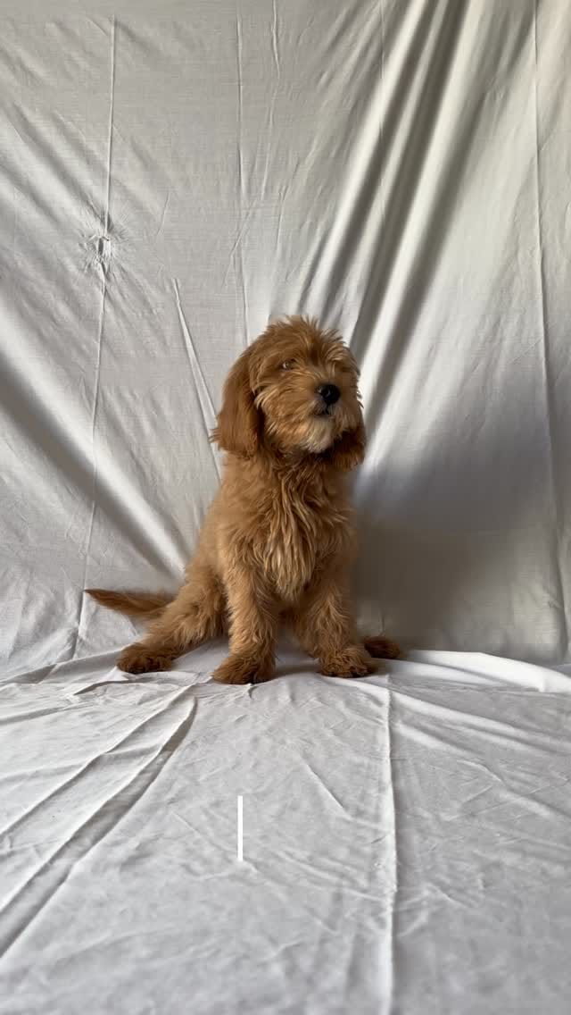 Post 9 by Marias tiny pups on Instagram (video)