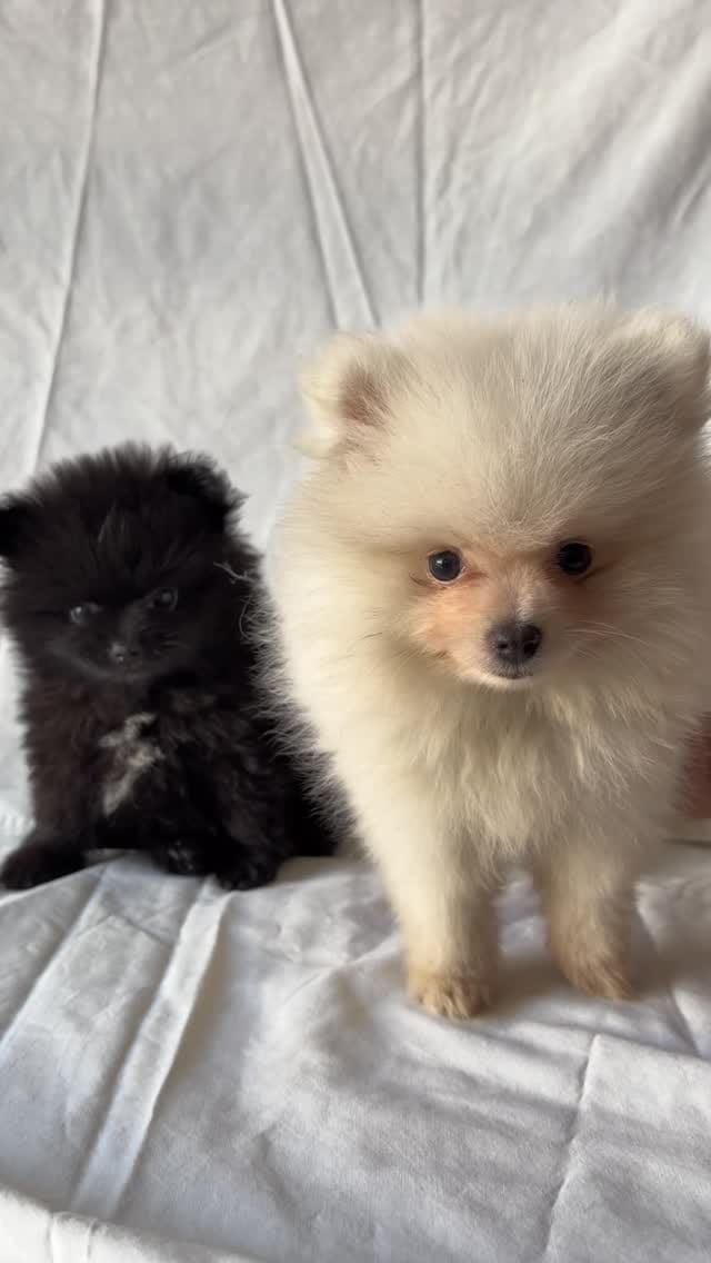 Post 2 by Marias tiny pups on Instagram (video)