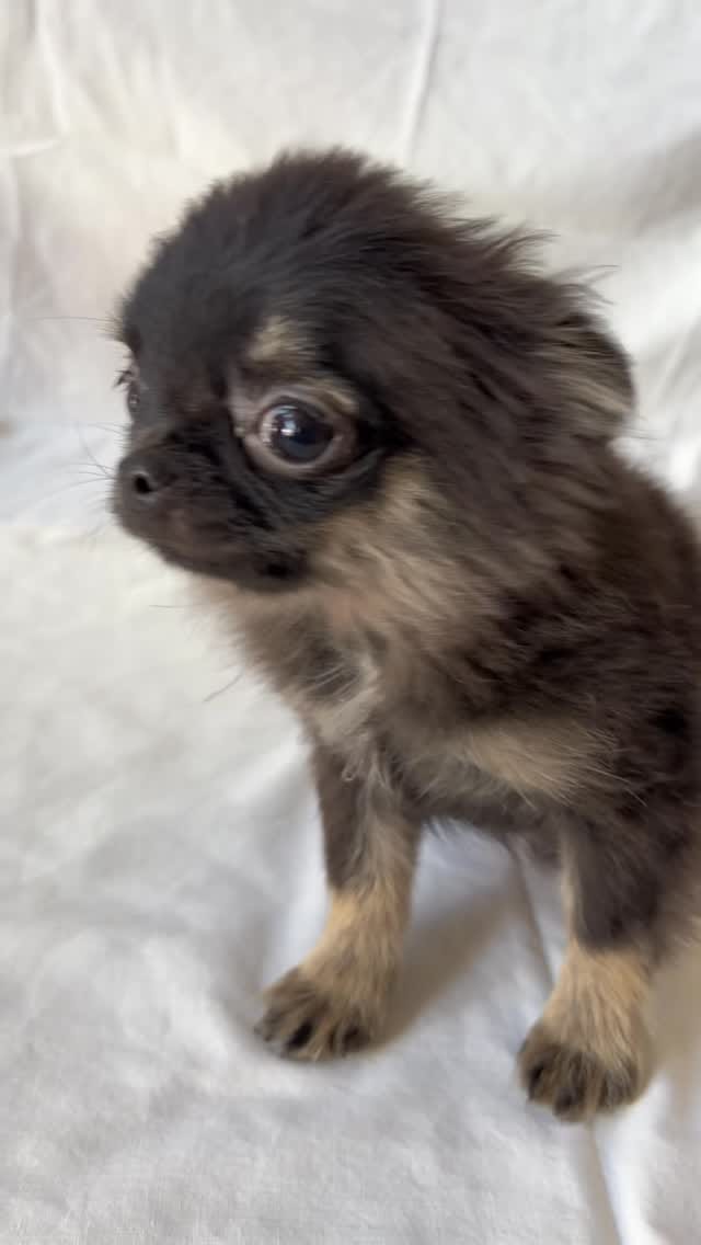 Post 4 by Marias tiny pups on Instagram (video)