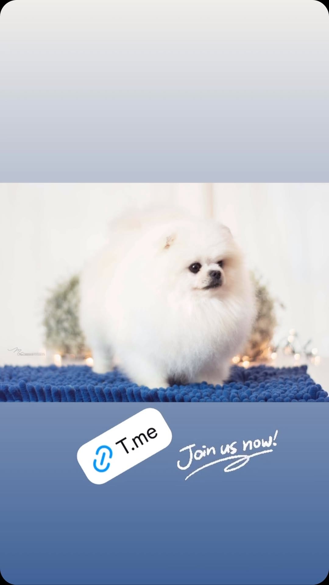 Post 10 by Marias tiny pups on Instagram (video)