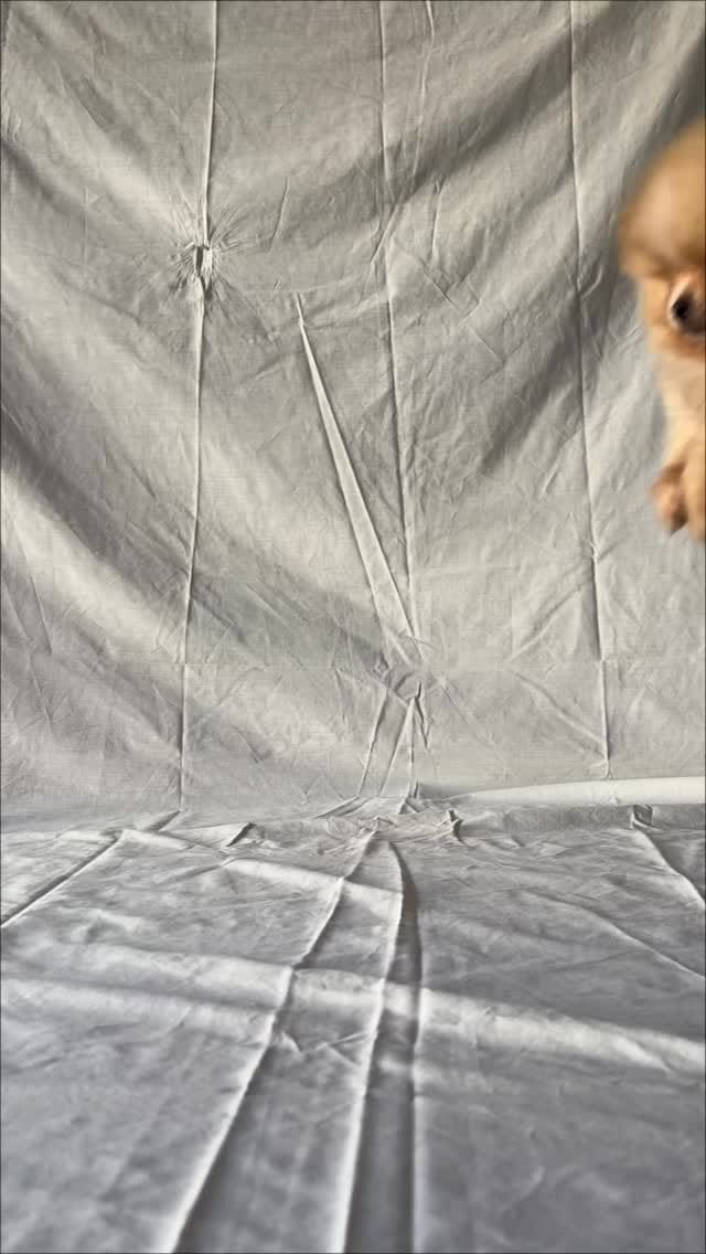 Post 8 by Marias tiny pups on Instagram (video)