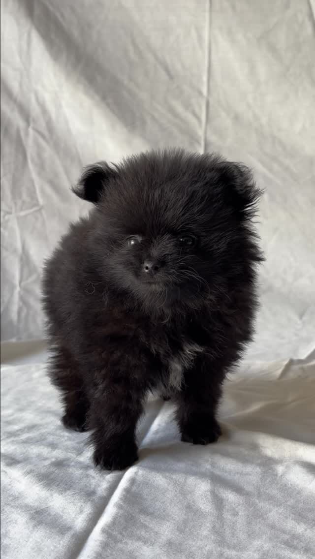 Post 5 by Marias tiny pups on Instagram (video)
