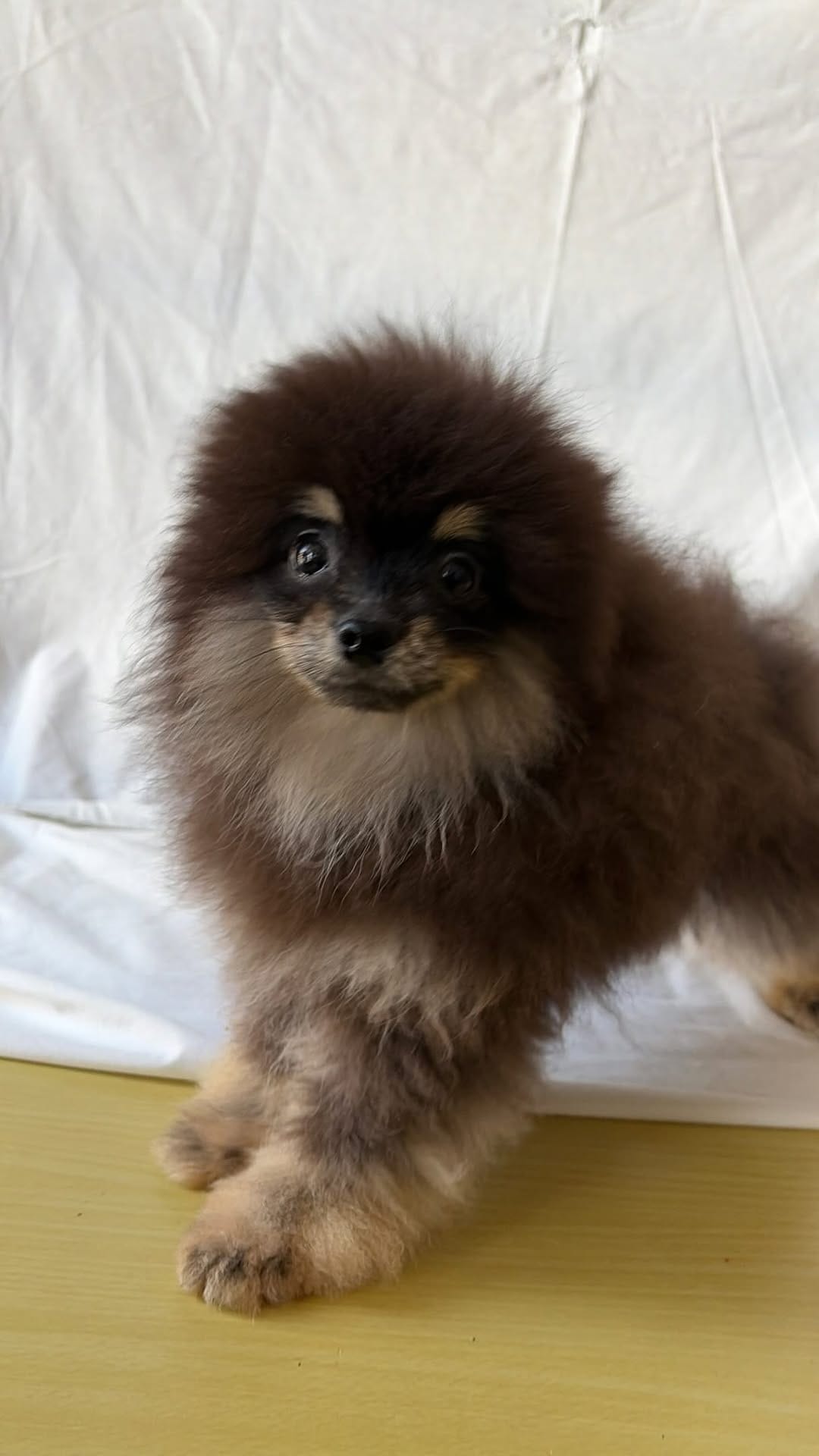 Post 1 by Marias tiny pups on Instagram (video)
