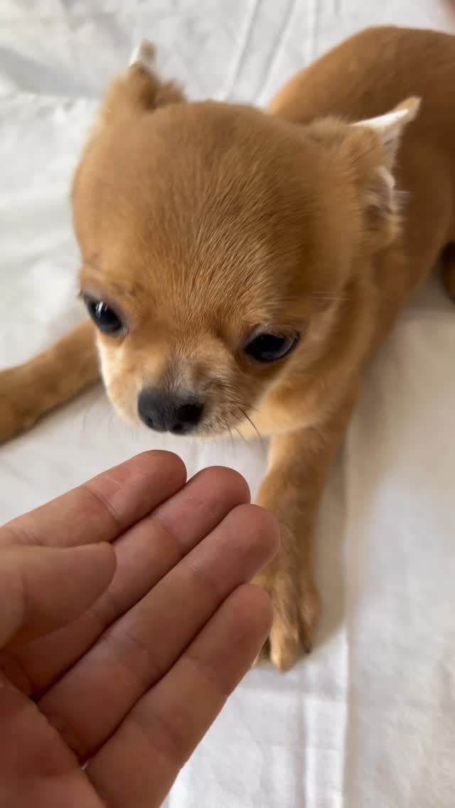 Post 3 by Marias tiny pups on Instagram (video)
