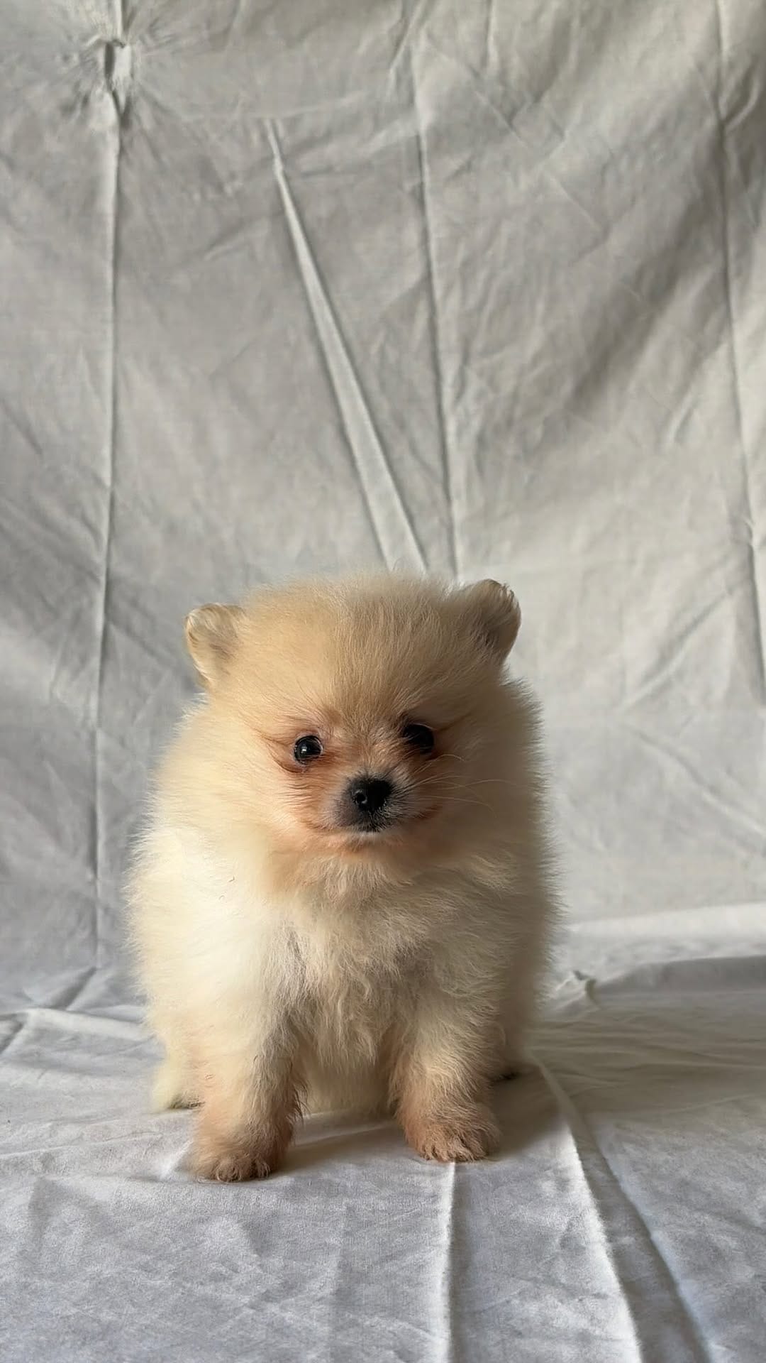 Post 7 by Marias tiny pups on Instagram (video)