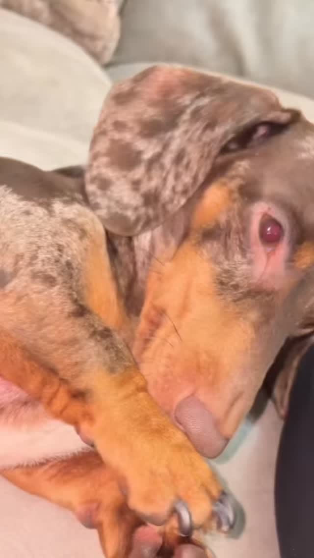 Post 2 by Dogelthy on Instagram (video)