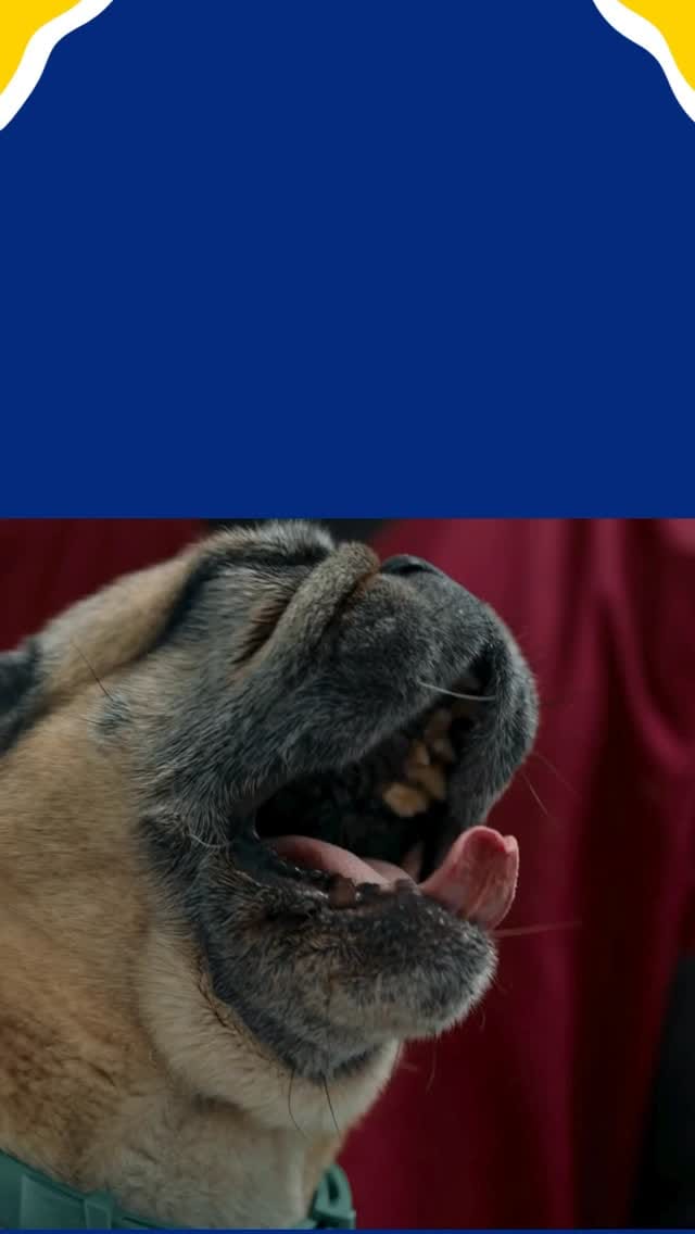 Post 4 by Animal Home on Instagram (video)