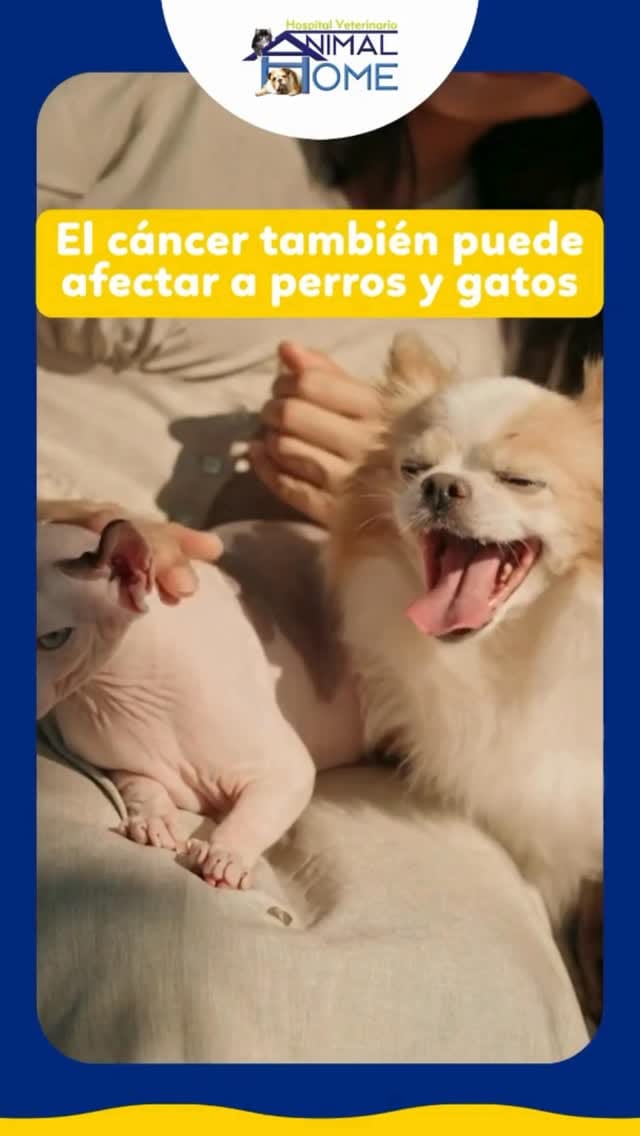 Post 5 by Animal Home on Instagram (video)