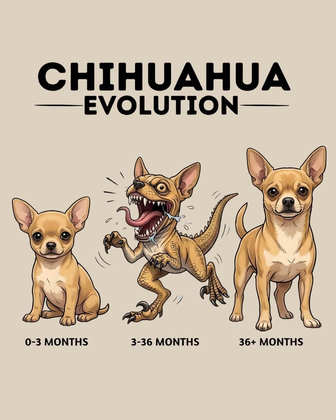 Post 10 by Chihuahua Moment on Instagram (carousel)