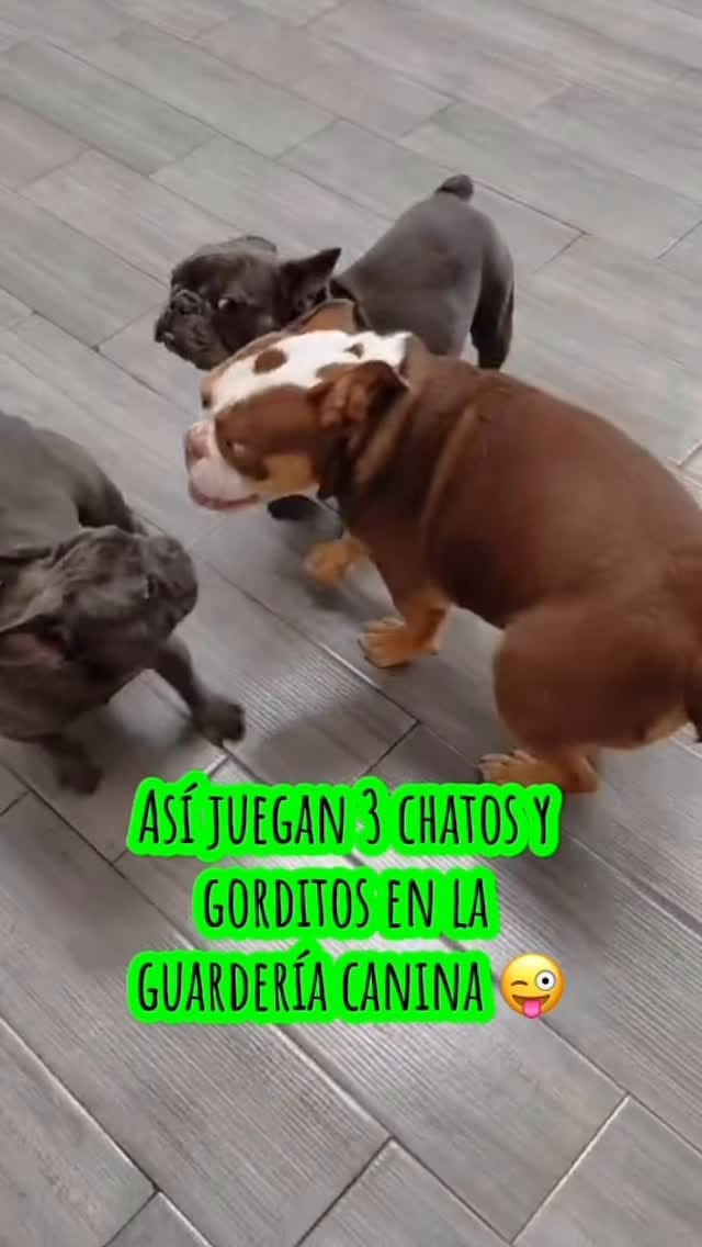 Post 3 by Inteligencia Canina on Instagram (video)