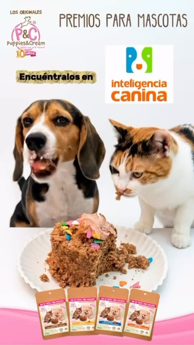 Post 2 by Inteligencia Canina on Instagram (video)