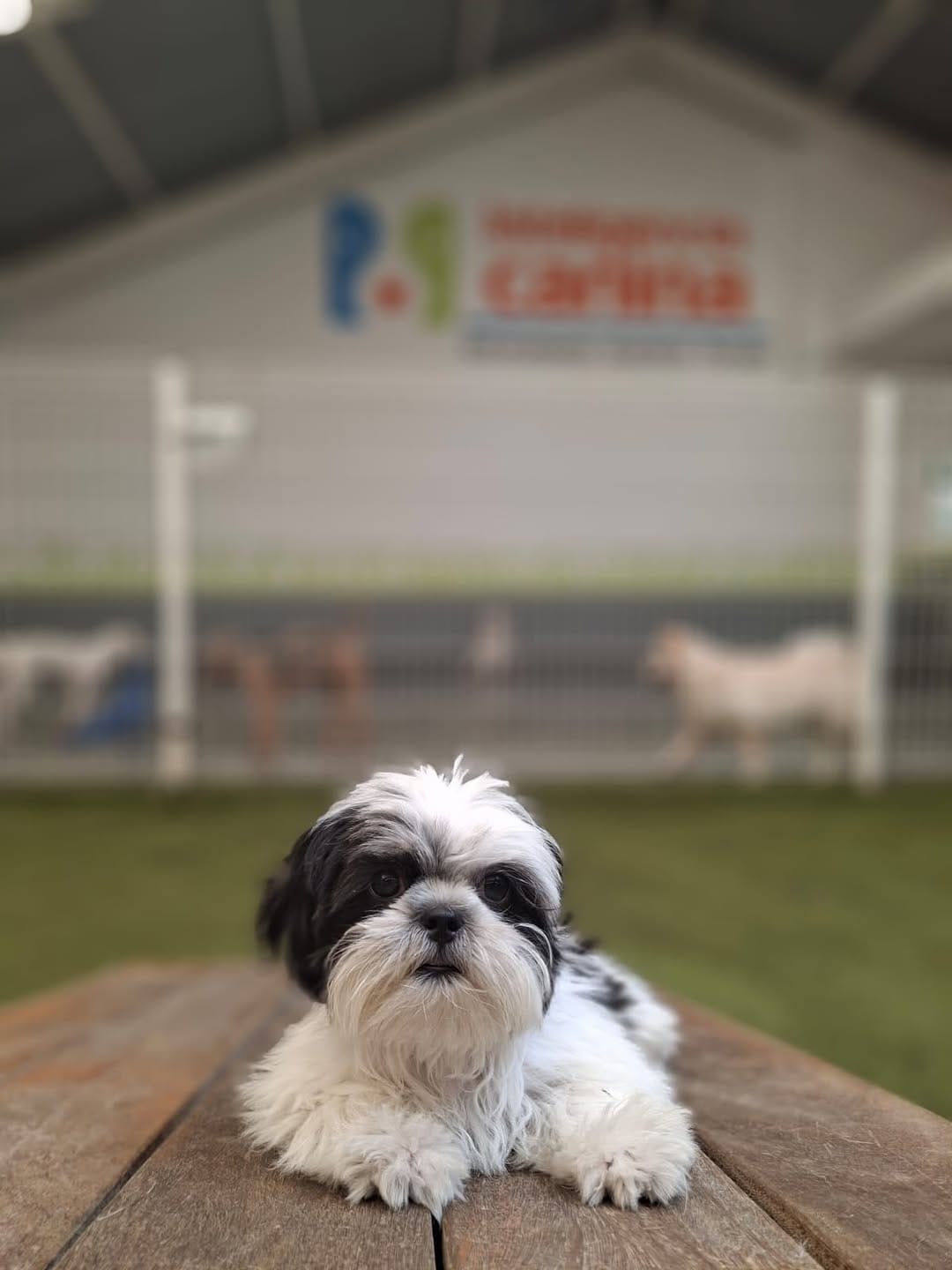 Post 9 by Inteligencia Canina on Instagram (carousel)