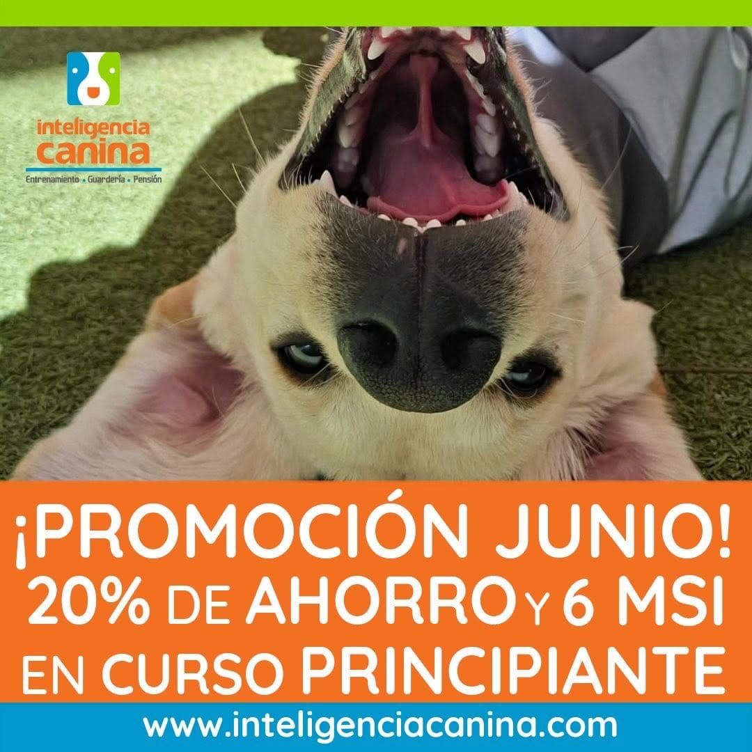 Post 4 by Inteligencia Canina on Instagram (image)