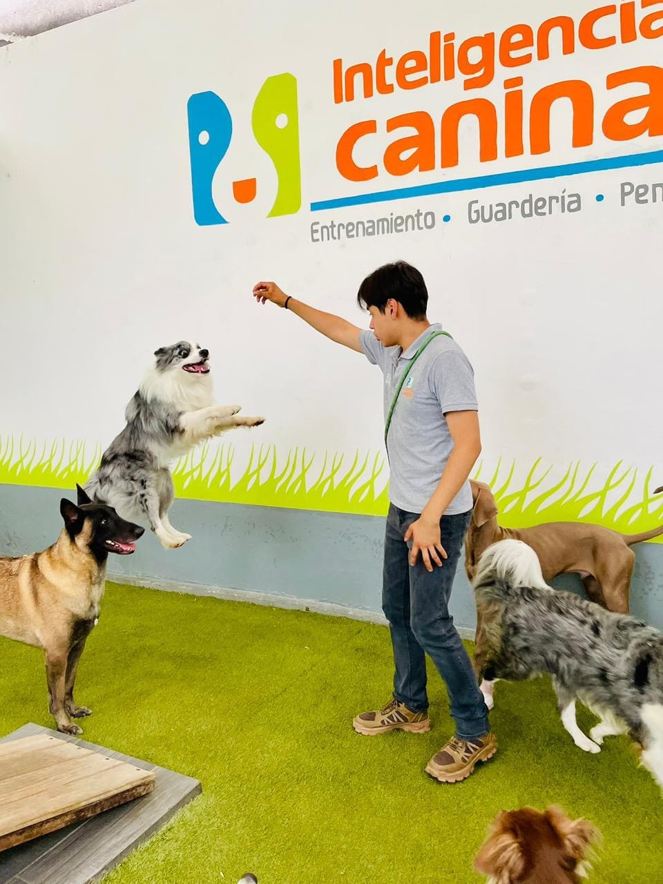 Post 10 by Inteligencia Canina on Instagram (carousel)