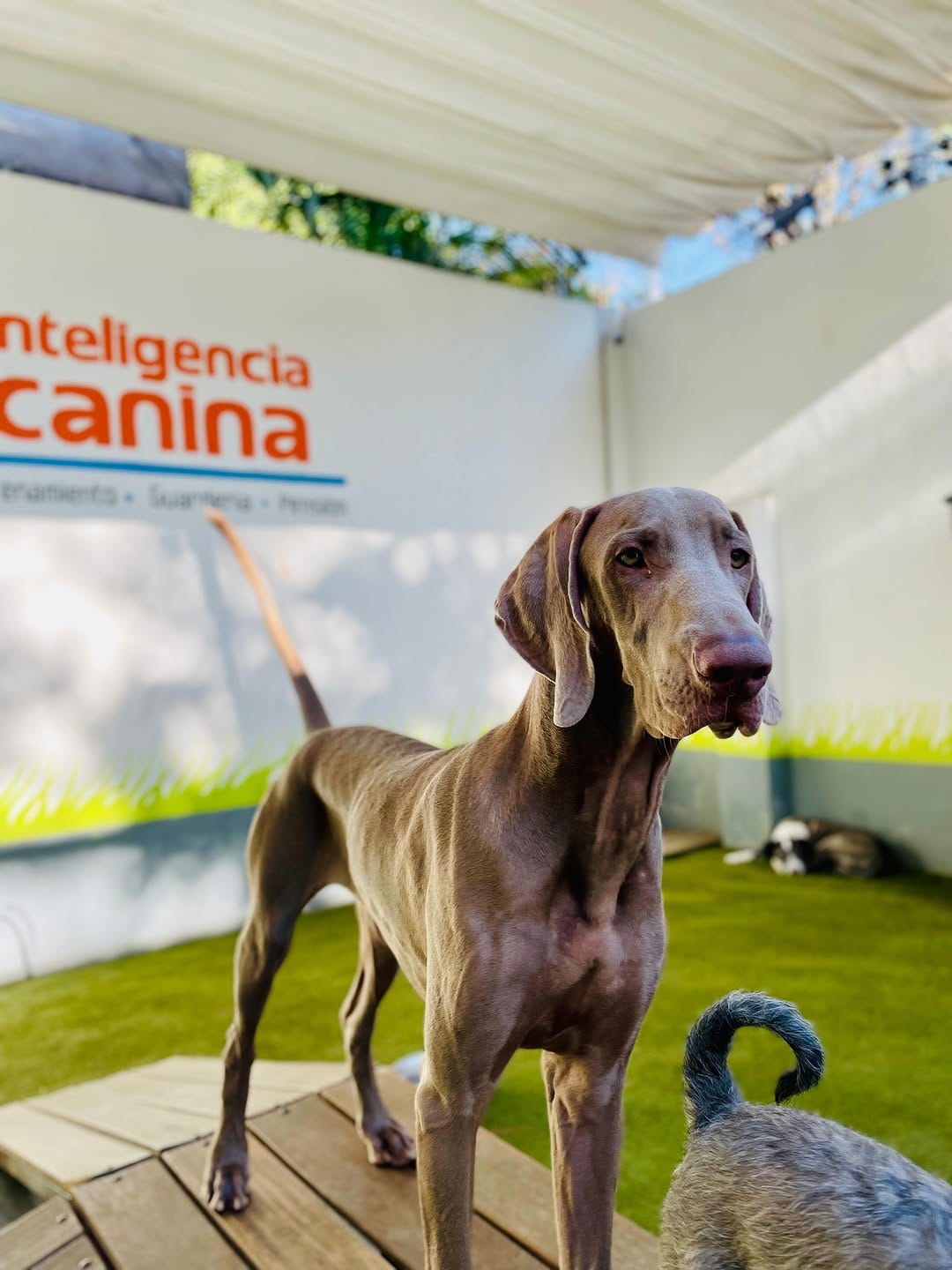 Post 6 by Inteligencia Canina on Instagram (carousel)