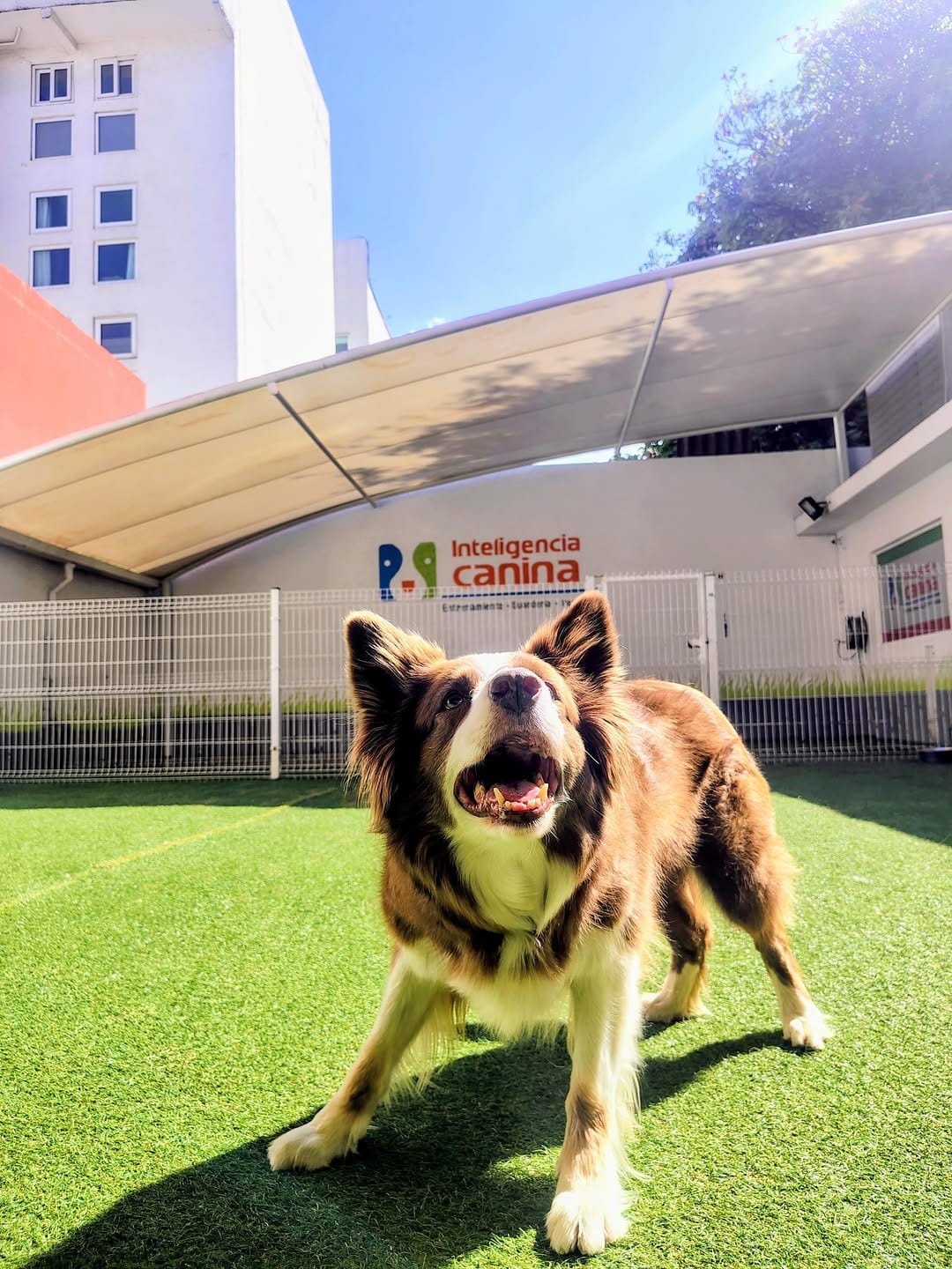 Post 5 by Inteligencia Canina on Instagram (carousel)