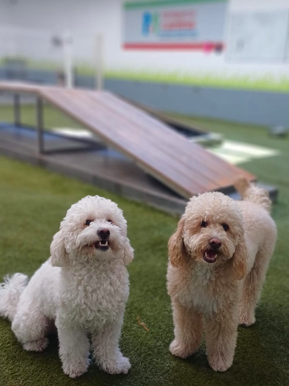 Post 1 by Inteligencia Canina on Instagram (carousel)