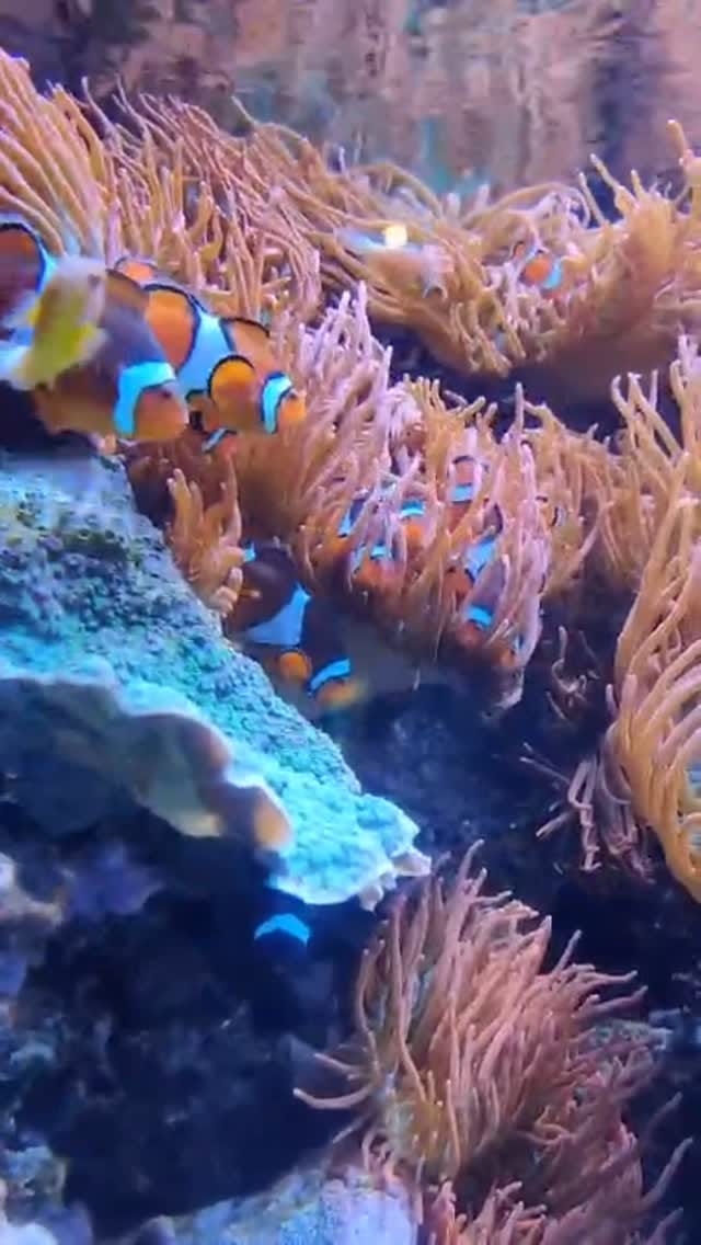 Post 2 by beesinsuitcase on Instagram (video)