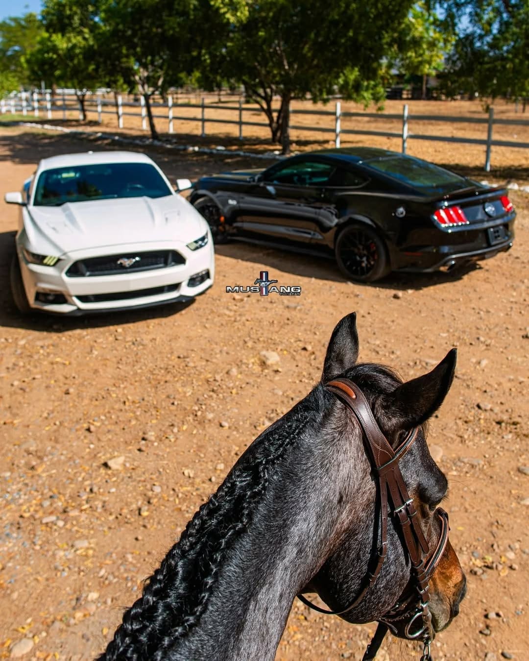 Post 1 by Mustang Culiacan® on Instagram (carousel)