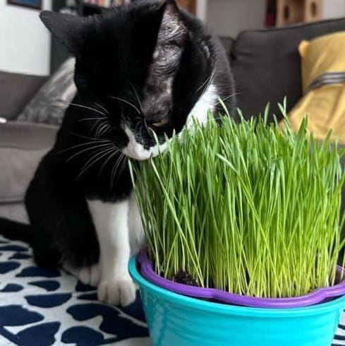 Post 5 by VINTAGE Y GATOS on Instagram (image)