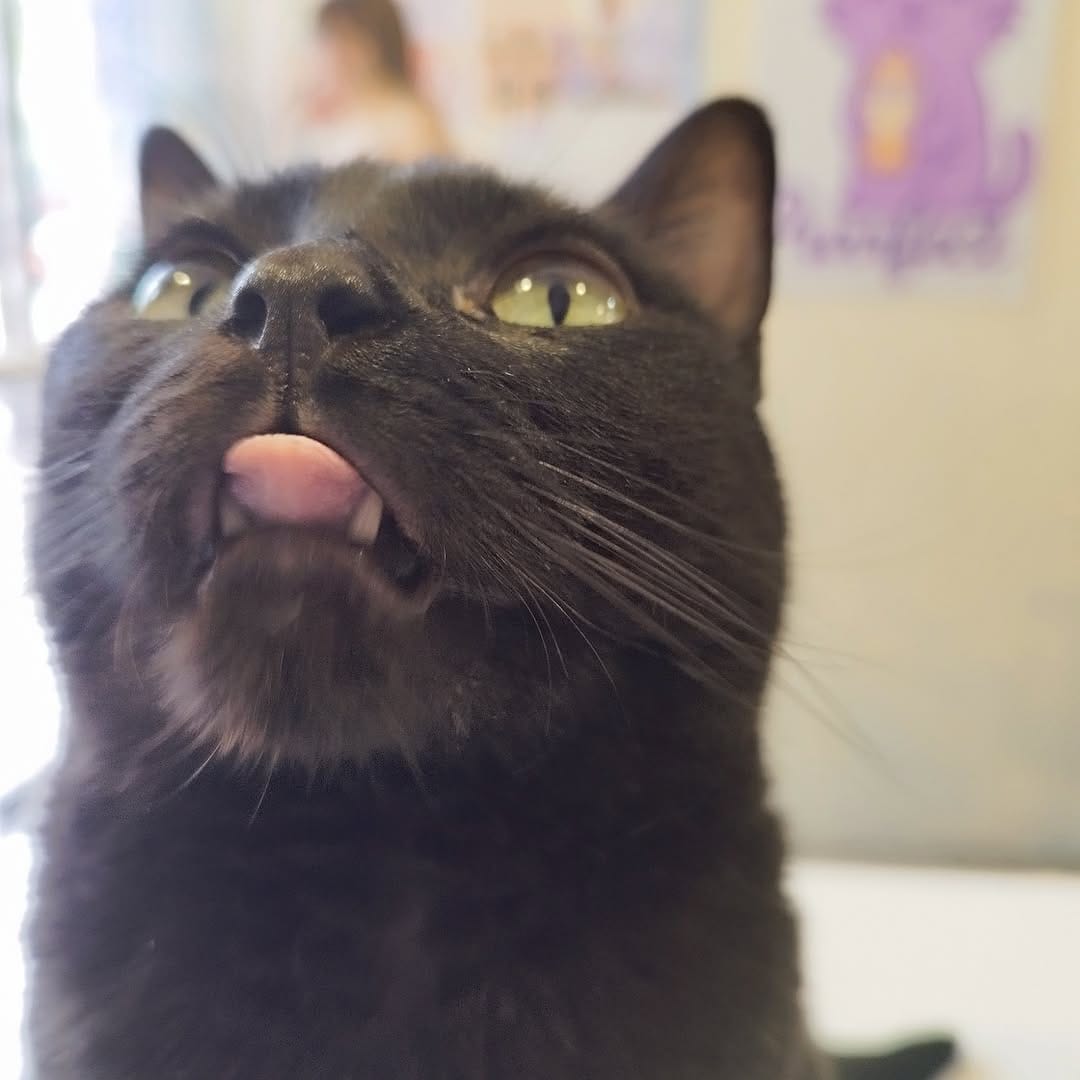 Post 4 by VINTAGE Y GATOS on Instagram (image)