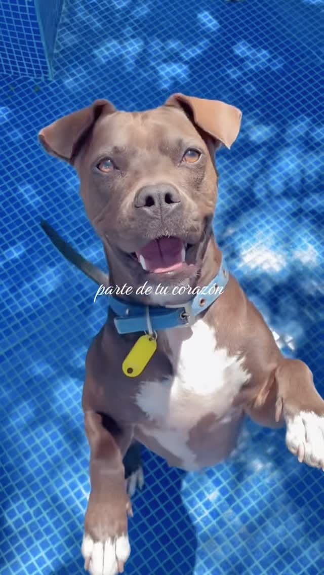 Post 4 by Huellitas Resort on Instagram (video)