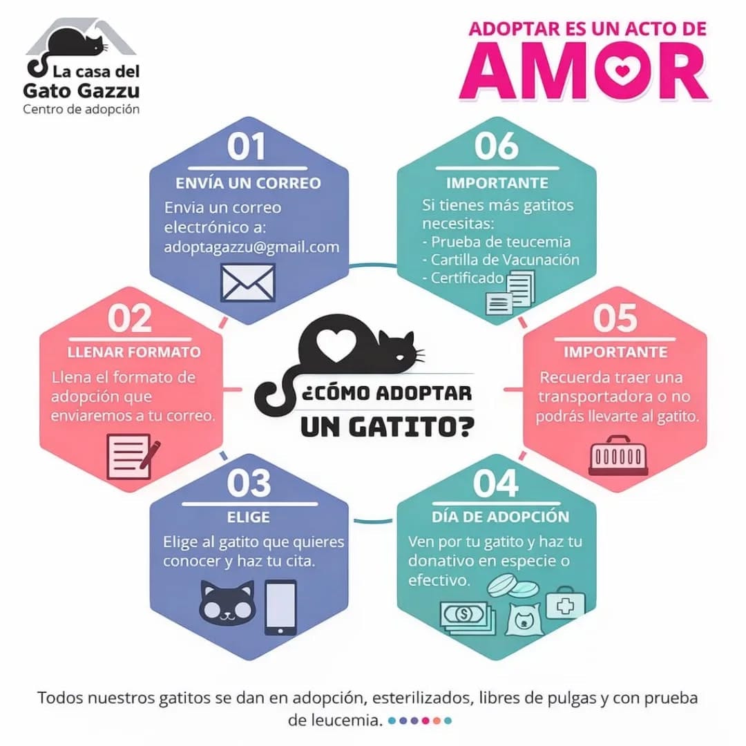 Post 9 by Gatos en adopción on Instagram (image)