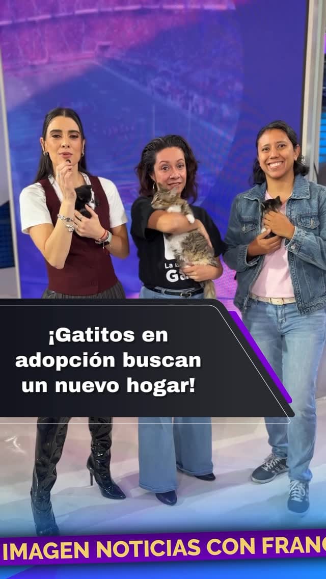 Post 10 by Gatos en adopción on Instagram (video)