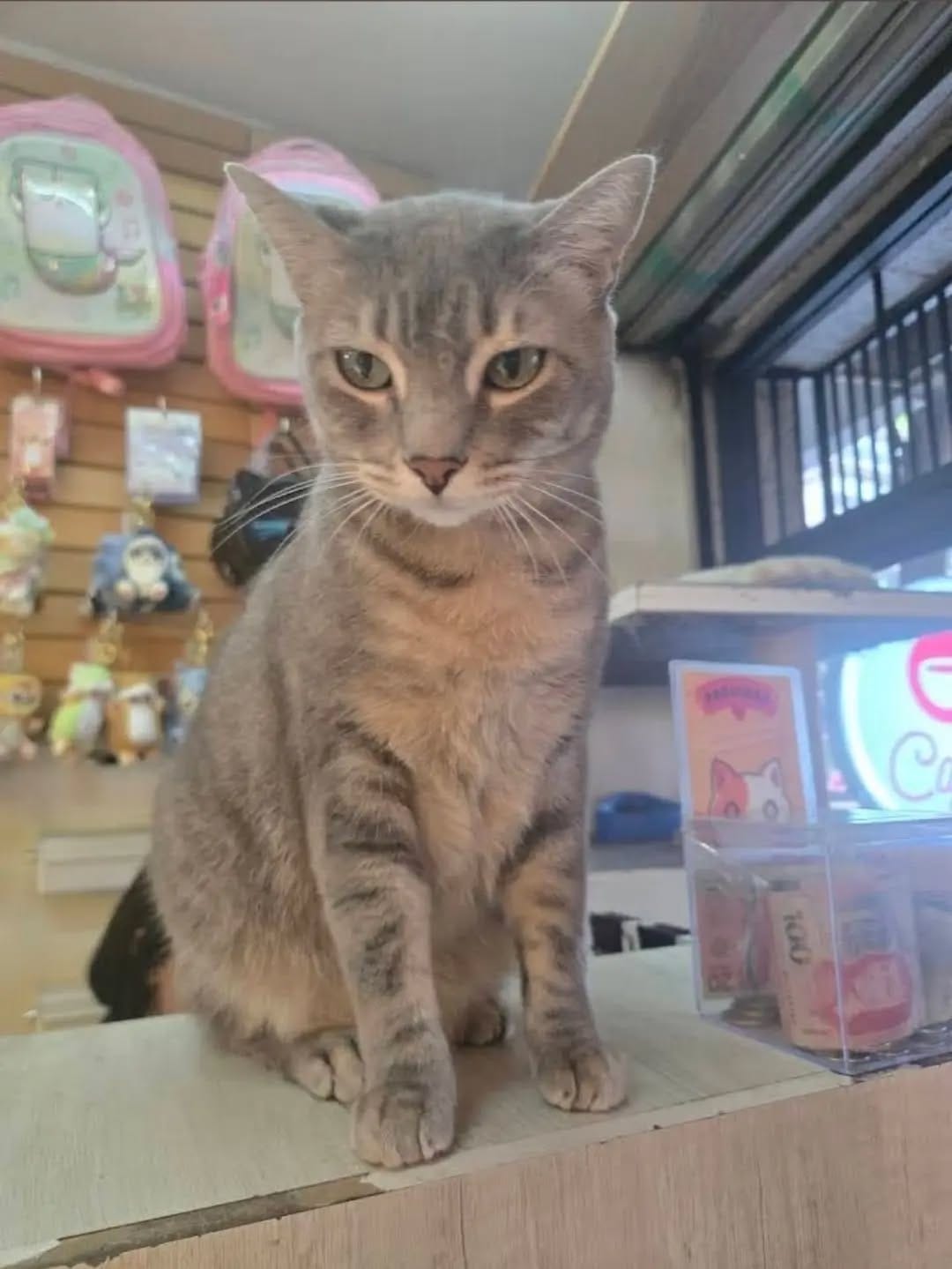 Post 3 by Gatos en adopción on Instagram (image)