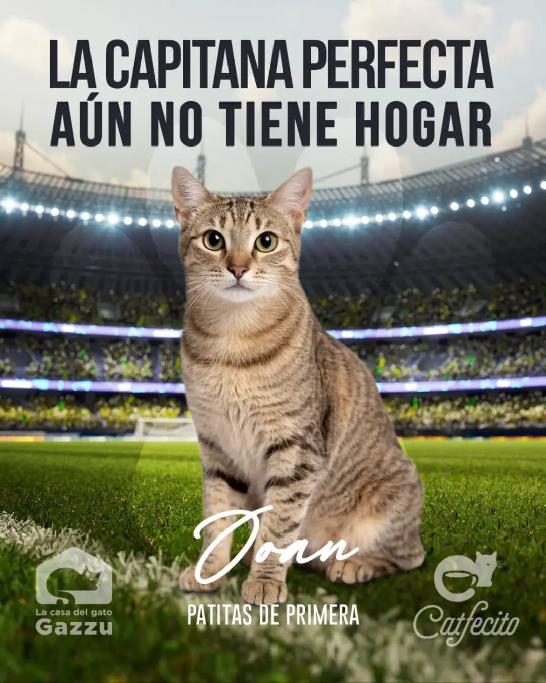 Post 4 by Gatos en adopción on Instagram (image)