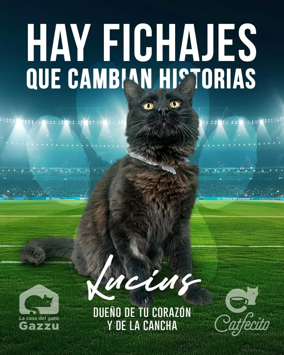 Post 1 by Gatos en adopción on Instagram (image)