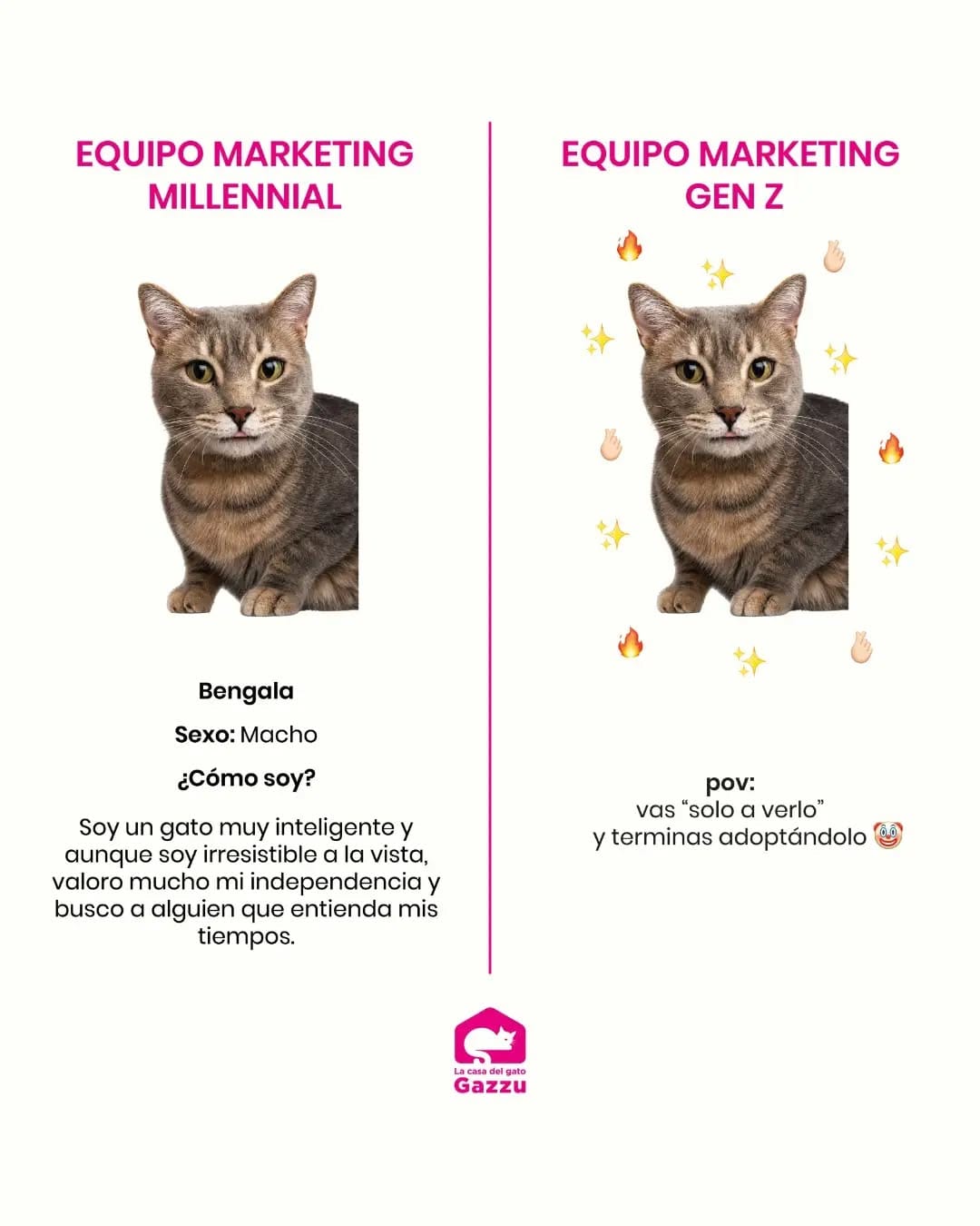 Post 7 by Gatos en adopción on Instagram (image)