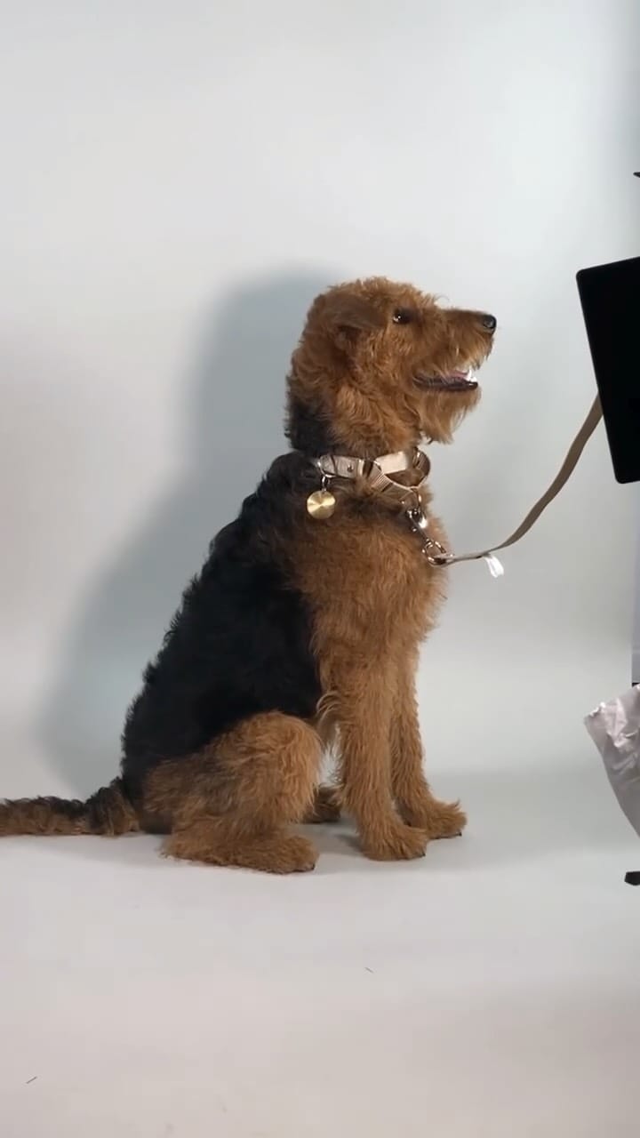 Post 7 by EPIC pets on Instagram (video)