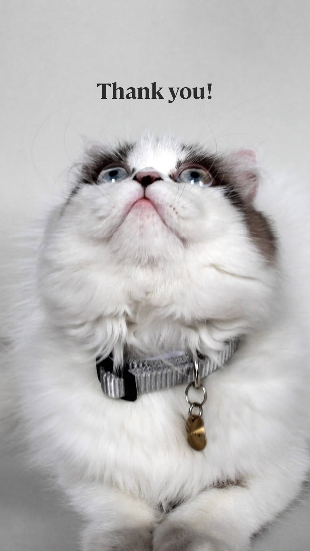 Post 2 by EPIC pets on Instagram (video)