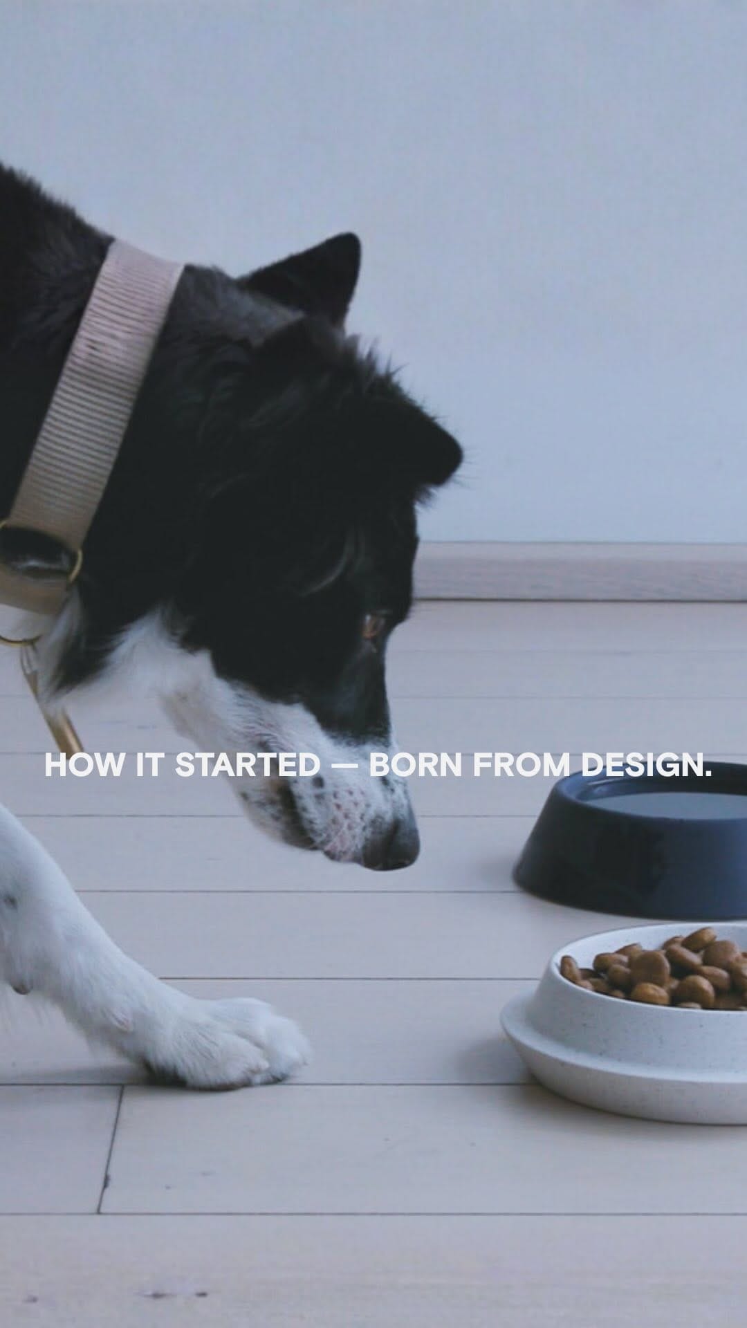 Post 8 by EPIC pets on Instagram (video)