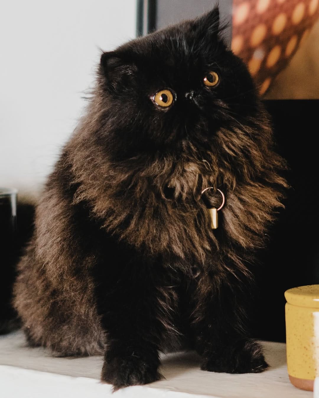 Post 9 by EPIC pets on Instagram (image)