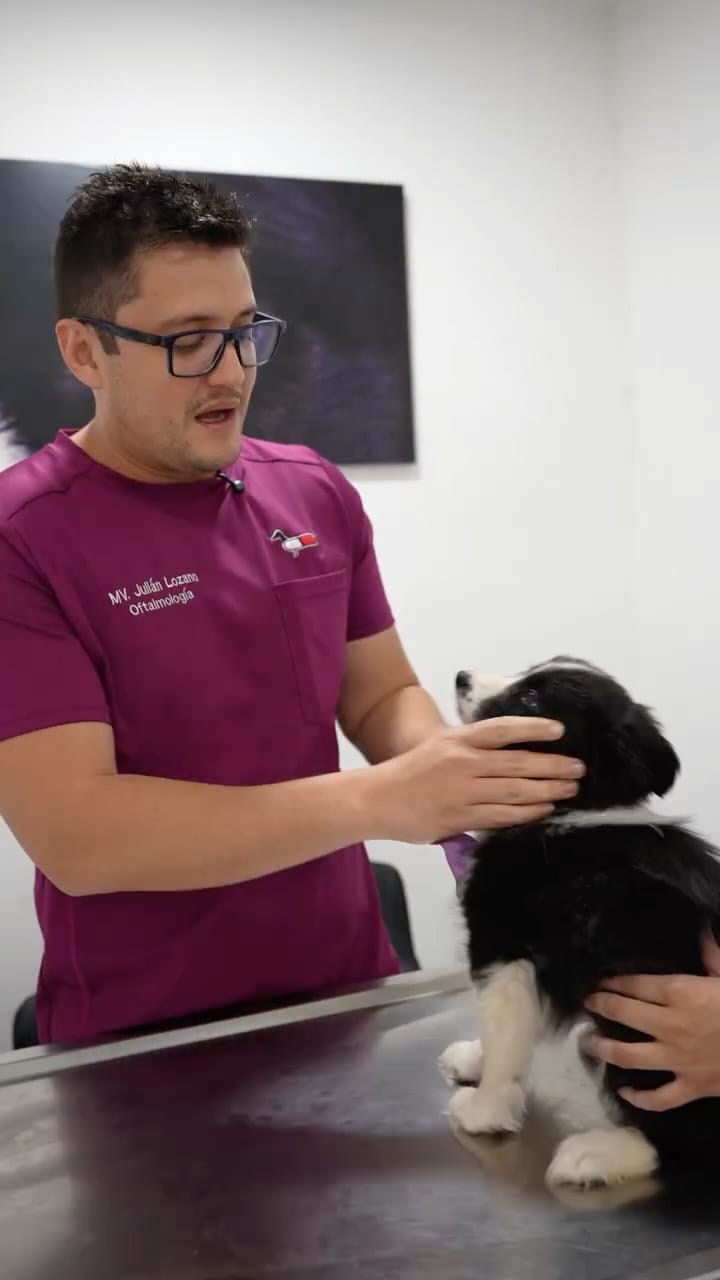 Post 2 by Meds For Pets | Hospital Veterinaro en Monterrey on Instagram (video)