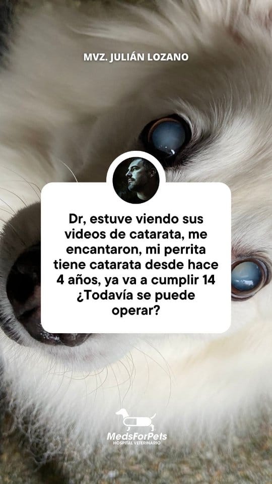 Post 9 by Meds For Pets | Hospital Veterinaro en Monterrey on Instagram (video)