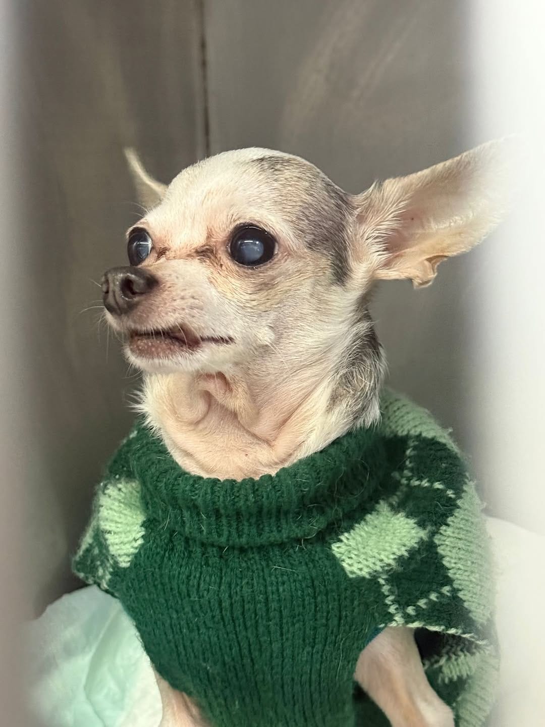 Post 1 by Meds For Pets | Hospital Veterinaro en Monterrey on Instagram (carousel)