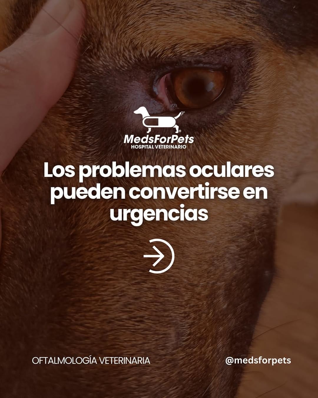 Post 8 by Meds For Pets | Hospital Veterinaro en Monterrey on Instagram (carousel)