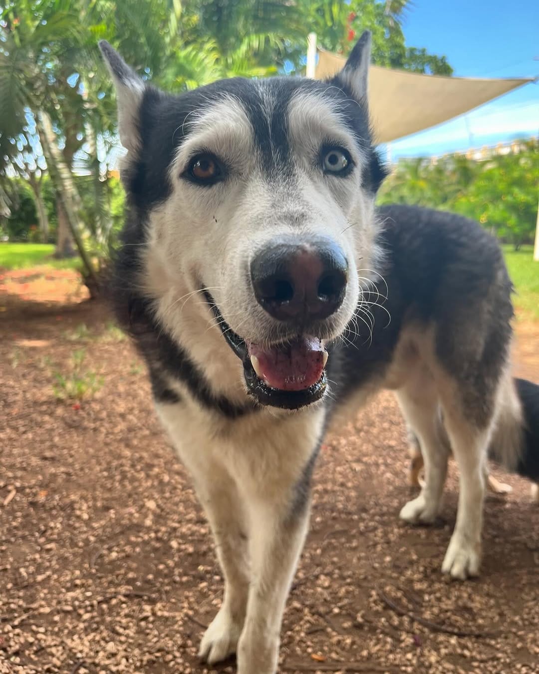 Post 2 by Animal House Playa del Carmen🐾🩵 on Instagram (carousel)