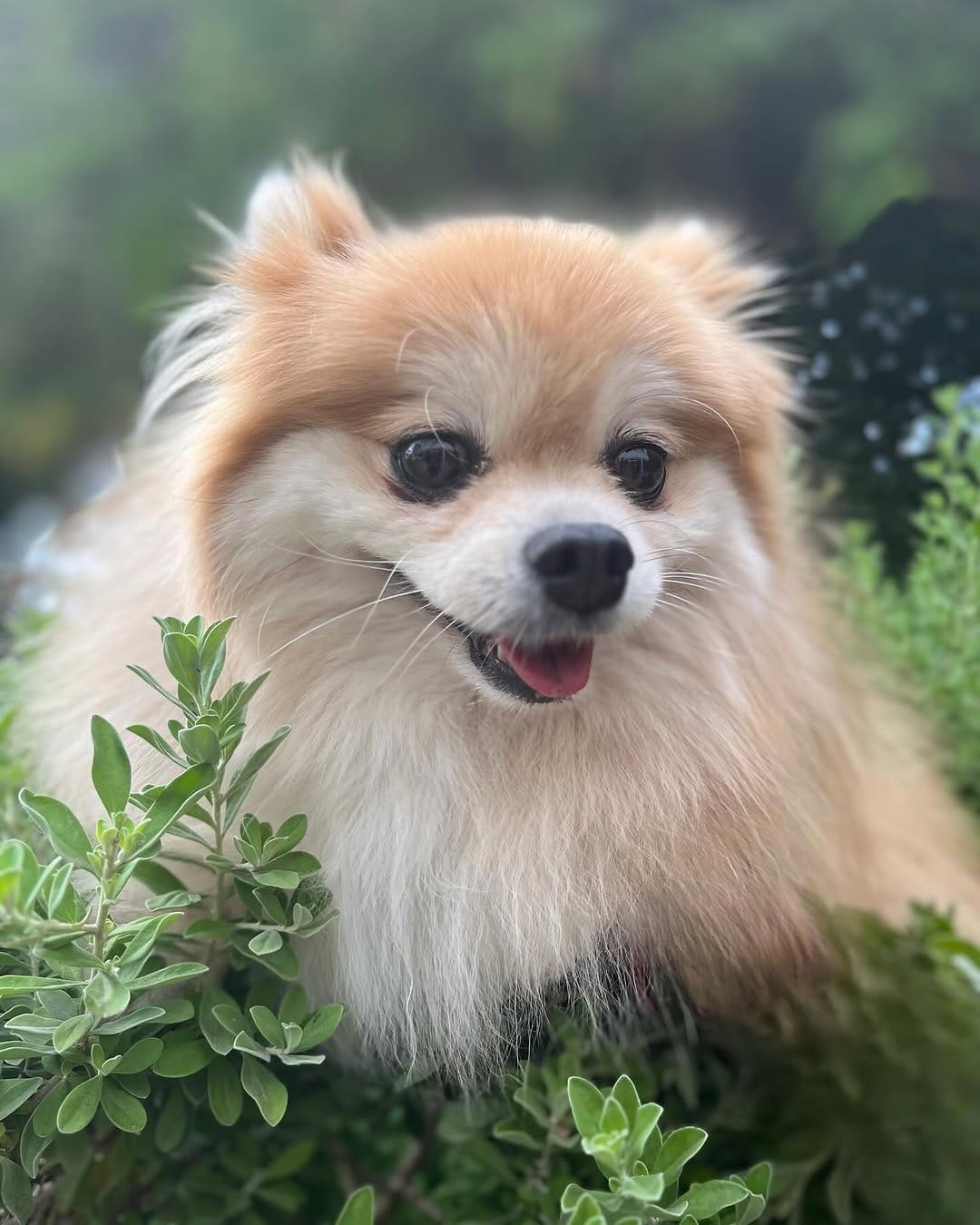 Post 3 by Animal House Playa del Carmen🐾🩵 on Instagram (carousel)