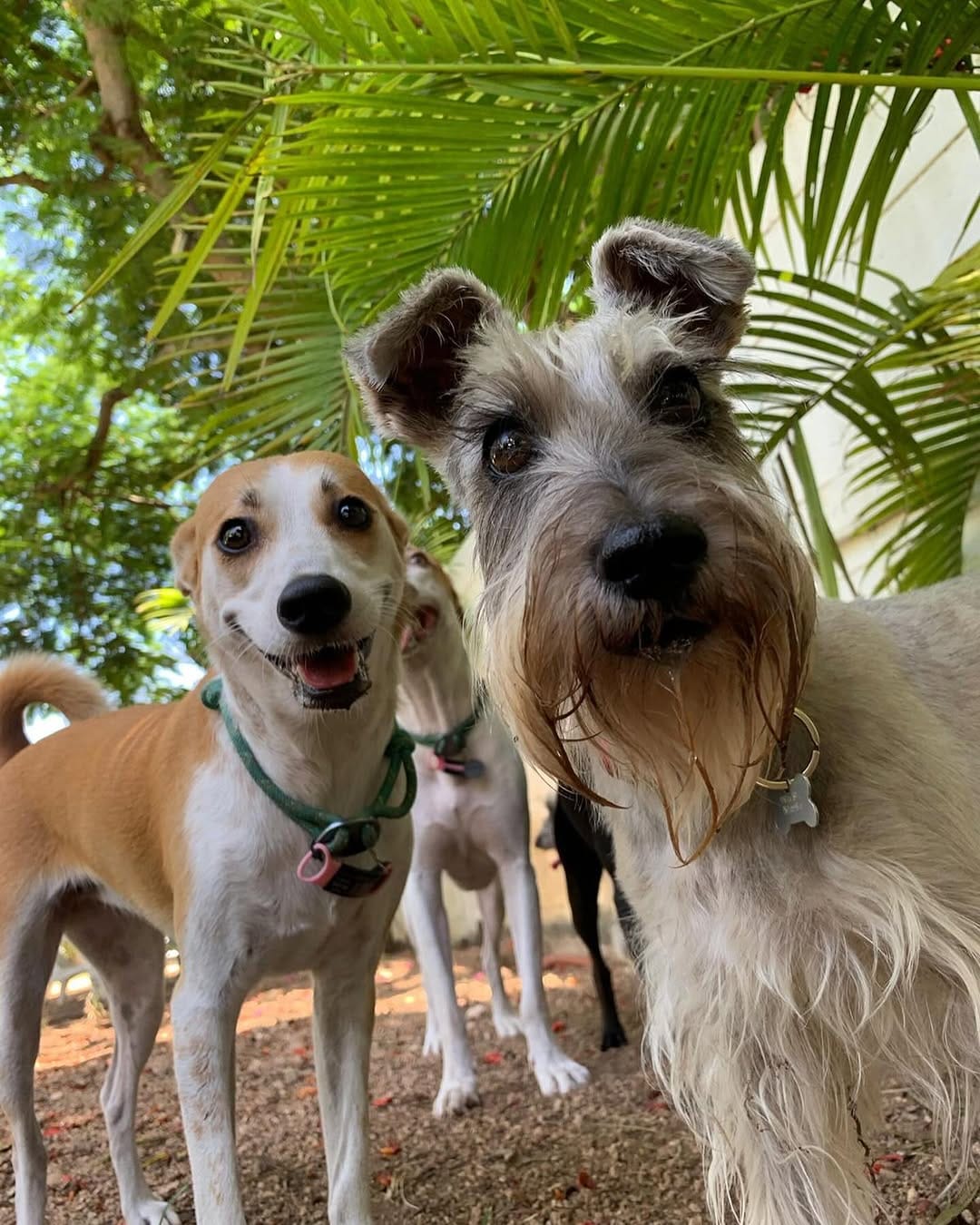 Post 6 by Animal House Playa del Carmen🐾🩵 on Instagram (carousel)