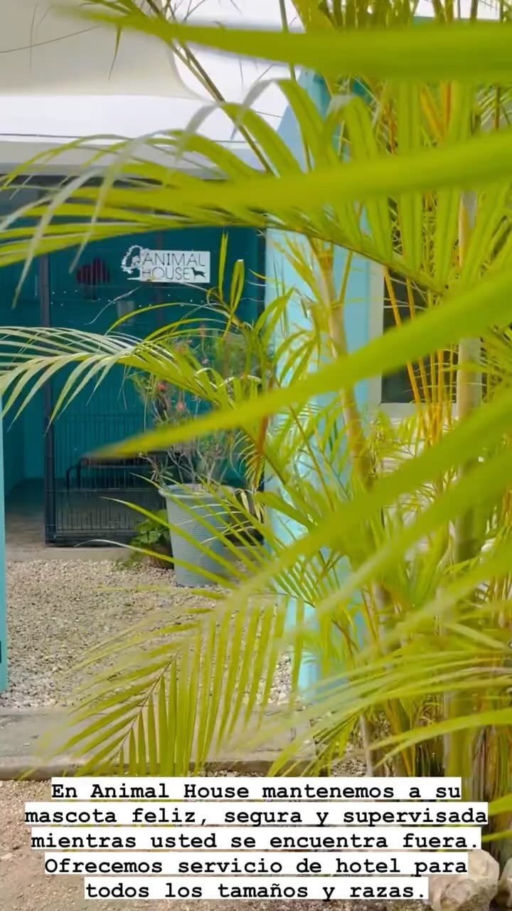 Post 10 by Animal House Playa del Carmen🐾🩵 on Instagram (video)