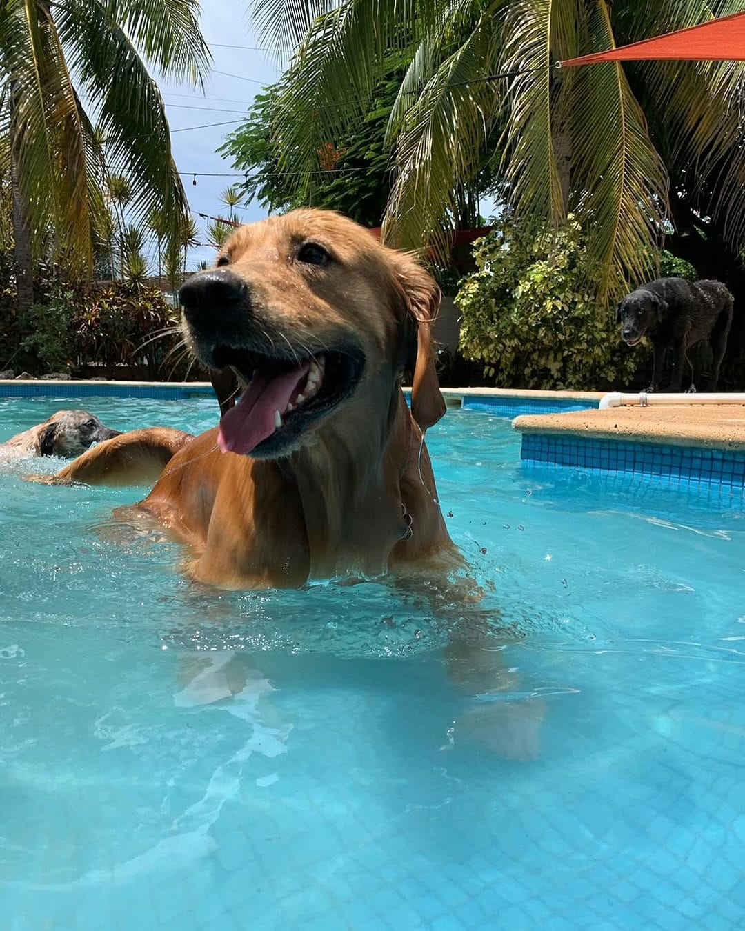 Post 1 by Animal House Playa del Carmen🐾🩵 on Instagram (carousel)