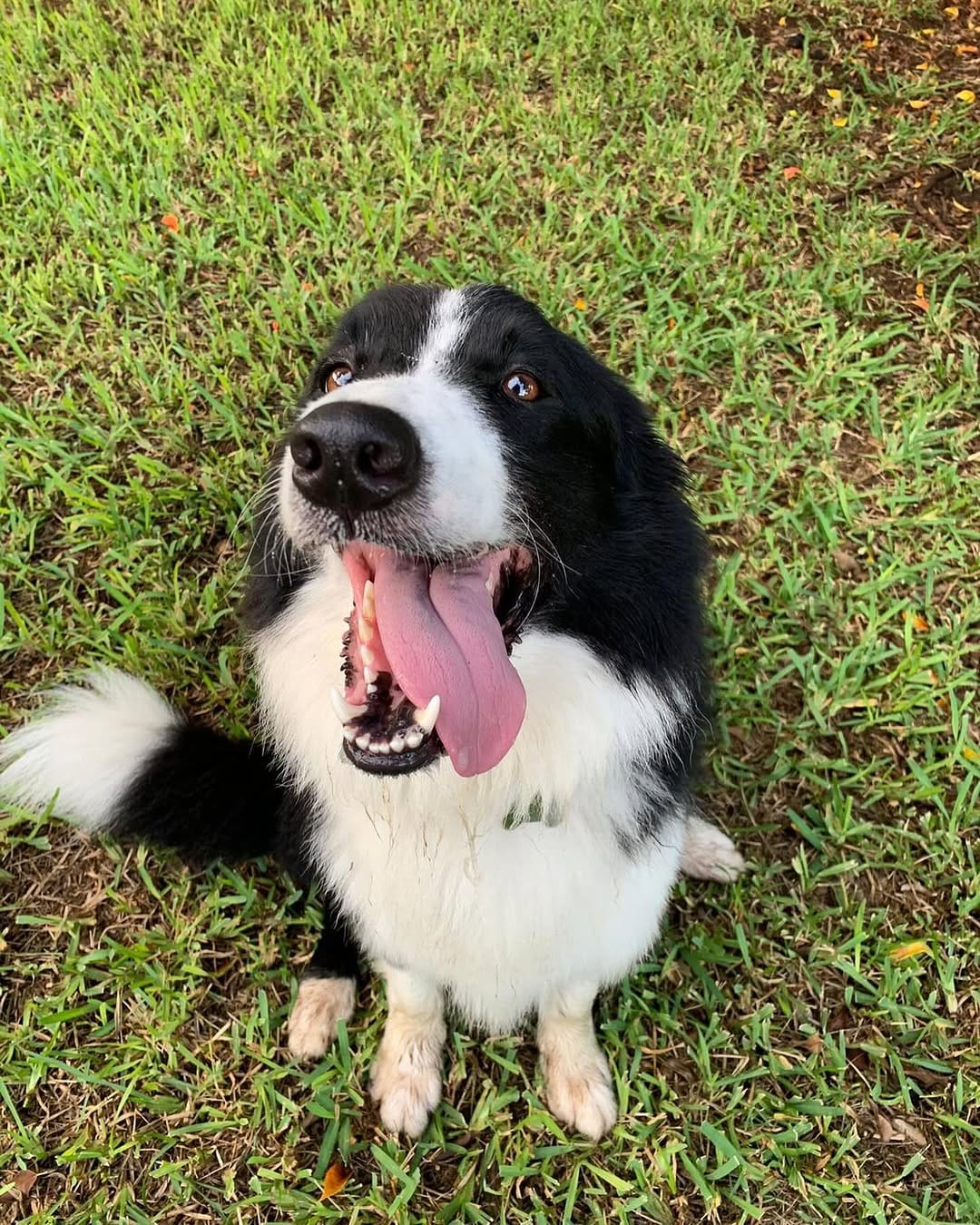Post 8 by Animal House Playa del Carmen🐾🩵 on Instagram (carousel)