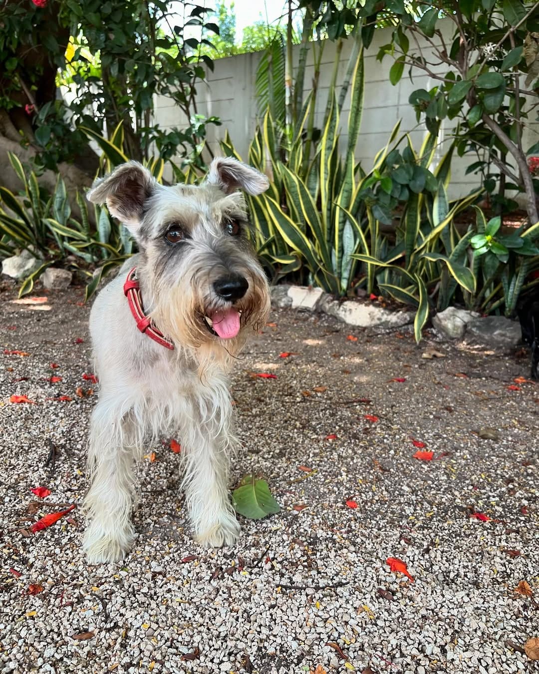Post 5 by Animal House Playa del Carmen🐾🩵 on Instagram (carousel)